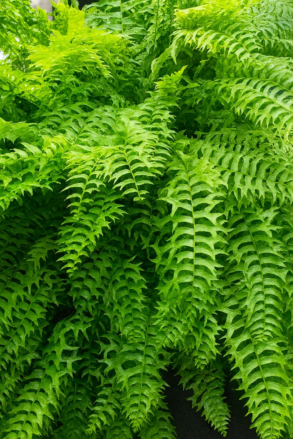 May Flowers Horticulture Installation 6